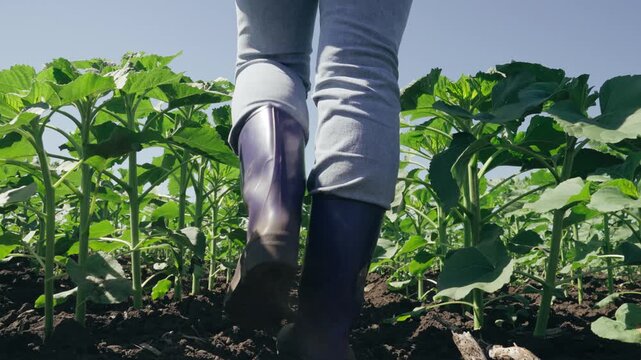 farmer touches green leaf sunflower, farmer walks rubber boots along rows crops farm, agriculture, future harvest sunflower, field, growing out from soil, young sunflower sprout, agrarian industry