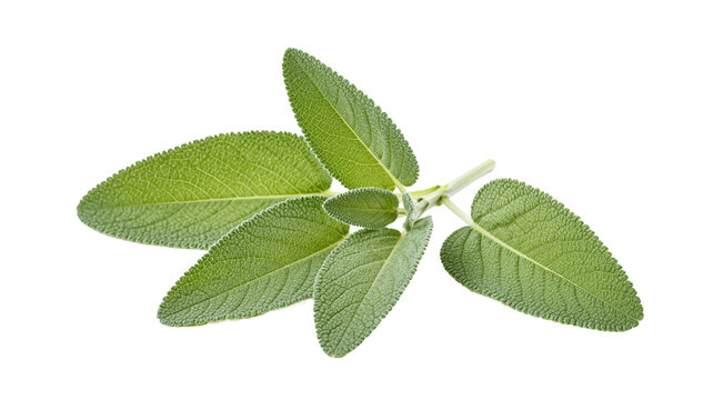 Fresh sage sprig isolated on white background, culinary herb with aromatic leaves for cooking and seasoning