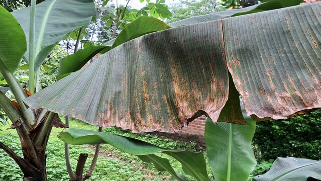 Banana Leaf Turning Yellow Showing Early Signs of Plant Stress and Tropical Foliage Aging Process