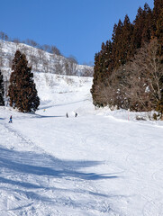Sunny winter landscape with people skiing on a groomed run lined with trees in Japan