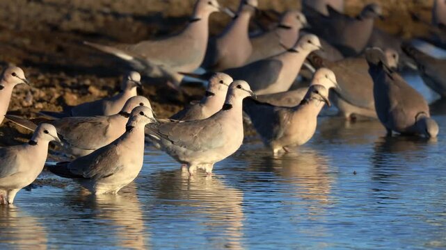 Cape turtle doves (Streptopelia capicola) drinking water, Kalahari desert, South Africa