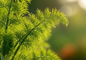 Bright green fennel fronds growing vigorously outdoors, showing the delicate texture and natural sunlight filtering through the leaves, nature, delicate, flavor