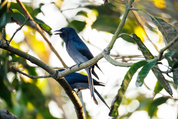 blue tit perched on a branch © smirs