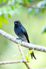 blue tit perched on a branch