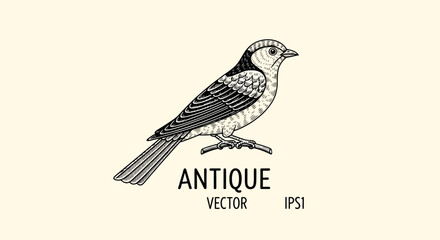 Antique illustration of a small bird perched on a branch. © Man
