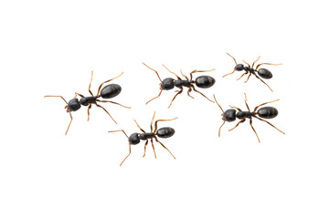 Five black ants in a loose cluster, top view, isolated on transparent background for creative projects