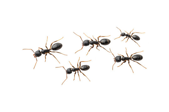 Five black ants in a loose cluster, top view, isolated on transparent background for creative projects