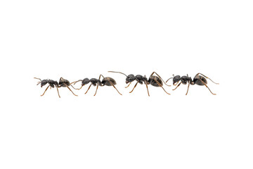 Fototapeta premium Five black ants in a row configuration, top view, isolated on transparent background for designs