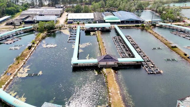 Aerial View of Industrial Fish Farm Ponds and Covered Walkways in Krabi