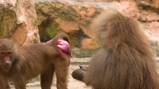 Hamadryas Baboons Interacting in a Zoo Enclosure with Rocky Background