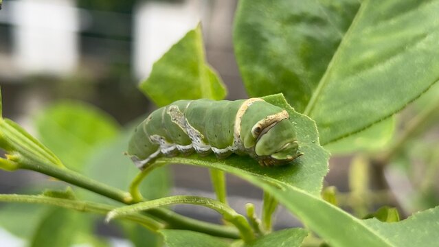 A green caterpillar on a lime tree is commonly found feeding on citrus leaves. Its bright green color helps it blend with the foliage, making it well adapted to its natural environment. This insect is