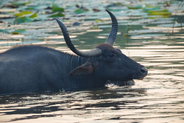 Obraz premium buffalo in water