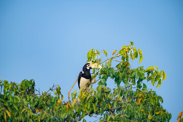 girl on the meadow © smirs