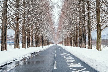滋賀 メタセコイア並木の雪景色