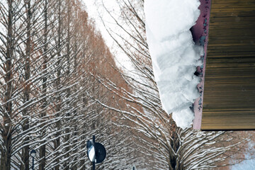 滋賀 メタセコイア並木の雪景色