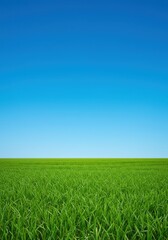 Fototapeta premium A vast expanse of lush green grass stretches toward the distant horizon under a magnificent, clear, and bright azure blue sky, fresh, wide, ecology