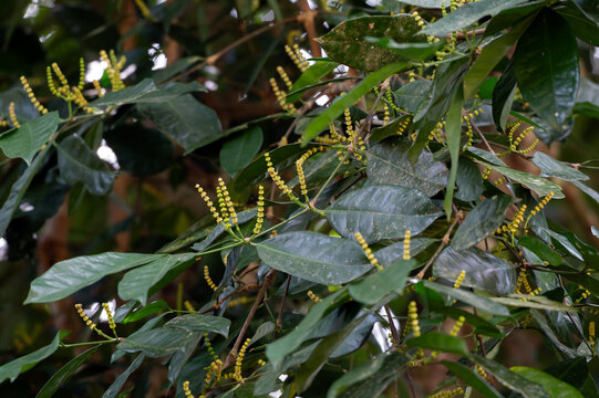 Known as Belinjau, Melinjau, and various other local names.its scientific name is Gnetum gnemon from the family Gnetaceae.