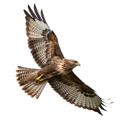 Fototapeta premium A hawk is flying with open wings isolated on transparent background