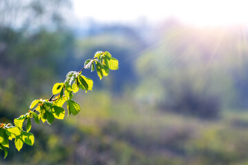 Young branch with tender green leaves illuminated by warm sunlight on a blurred spring background symbol of renewal growth and natural harmony