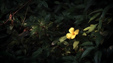 Single Yellow Flower Illuminated in Dark Forest Setting.
