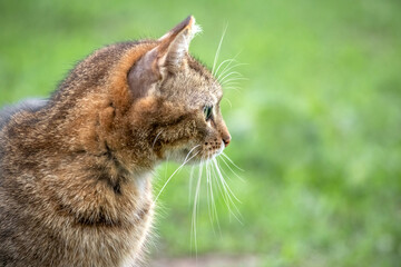 Side profile portrait of a domestic cat with an attentive gaze against a softly blurred green natural background in daylight © Volodymyr