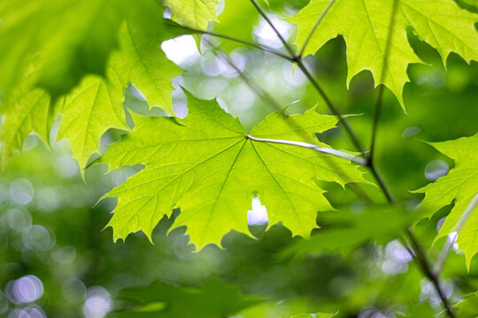 Bright green maple leaves backlit by sunlight against a softly blurred forest greenery background