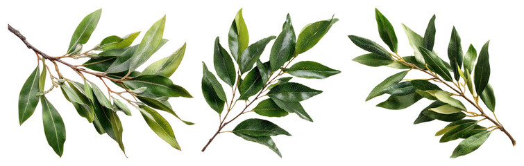 Fototapeta premium PNG Green laurel leaves on branches on transparent background