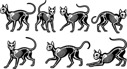 Stylized black cat skeleton vector set showing feline bones and anatomy in various poses for spooky Halloween decoration designs. © DALIARA 