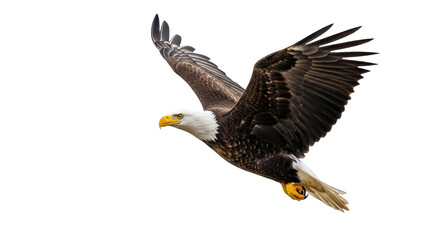 Obraz premium Bald eagle flying PNG isolated on transparent background, majestic bird of prey with brown feathers and white head, wildlife