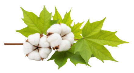 Cotton plant with green leaves isolated PNG, natural fiber for textile industry and organic products, on transparent background