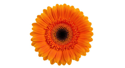 Bright orange Gerbera flower PNG isolated on transparent background, vibrant blossom for spring designs and floral compositions