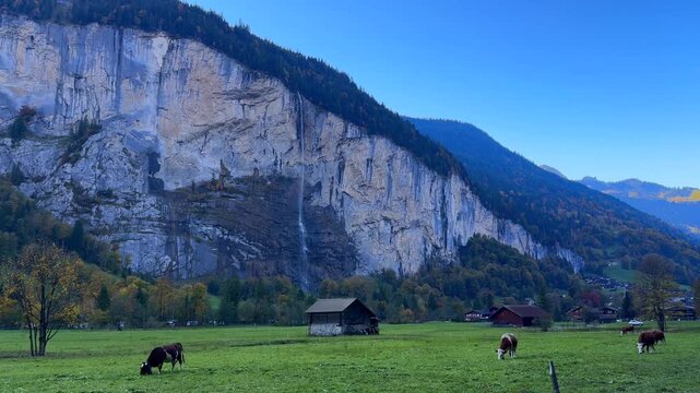 Lauterbrunnen Valley Staubbach Falls waterfall cows pasture Bernese Highlands Switzerland Schweiz Jungfrau region afternoon shade blue sky Fall Autumn Swiss Alps canyon cliffs landscape car road