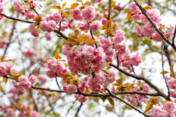 Pink cherry blossoms in nature.