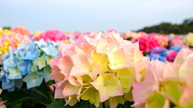 Close-up of vibrant hydrangea flowers in a field, showcasing a variety of colors under a clear sky.