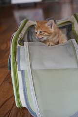 キャリーバックに入っている仔猫