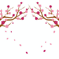 Fototapeta premium Charming Cherry Blossoms and Falling Petals on White Background - Symbol of Spring and Renewal