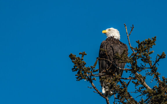 Bald eagle desktop wallpaper, eagle from anchorage, alaska