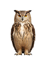 Obraz premium Great horned owl portrait with detailed feathers and piercing eyes isolated on transparent background