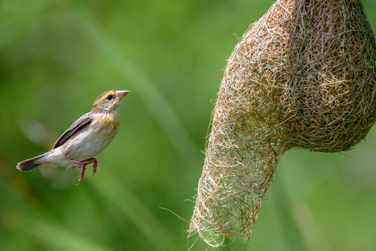 Baya weaver 