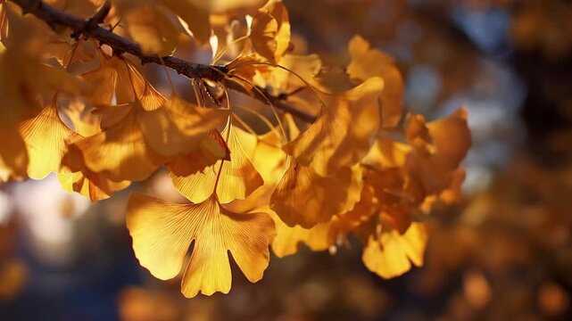 Golden ginkgo leaves hang on branches during autumn in a park setting with sunlight filtering through the trees
