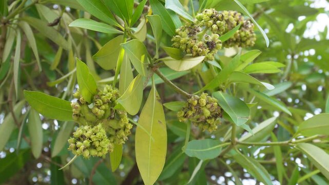 Alstonia Scholaris Blackboard Devil Tree Flowers Foliage
