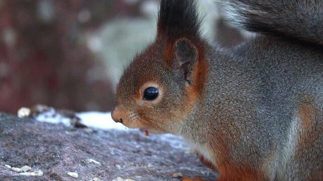 A squirrel eats nuts in winter. Close-up