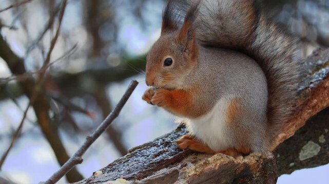 A squirrel eats nuts in winter. Close-up