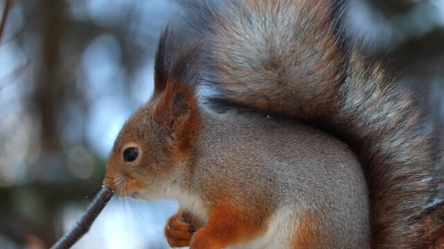 A squirrel eats nuts in winter. Close-up