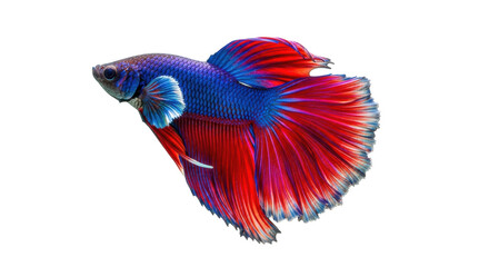 Obraz premium Vibrant red and blue Siamese fighting fish PNG isolated, colorful betta splendens on transparent background, aquatic pet