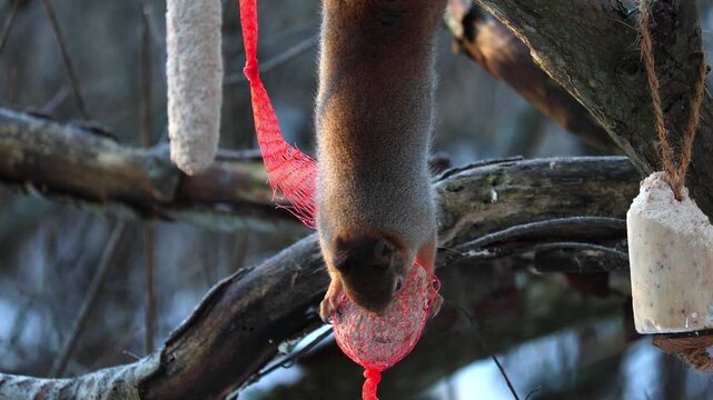 Resourceful grey squirrel hanging upside down on a tree and reaching for seeds in a bird feeder