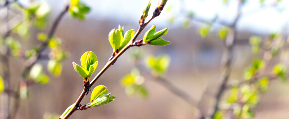 Tree branch with young green leaves in sunny spring light on a blurred background as a symbol of growth and renewal © Larysa
