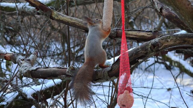 Resourceful grey squirrel hanging upside down on a tree and reaching for seeds in a bird feeder