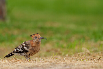 Stunning African Hoopoe (Upupa epops africana) with vibrant cinnamon plumage, black-tipped crest, and black-white wings, foraging in the Wilderness area of Garden Route National Park, South Africa. © Roger de la Harpe