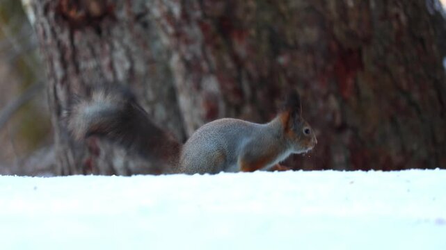 Resourceful grey squirrel hanging upside down on a tree and reaching for seeds in a bird feeder
